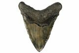 Fossil Megalodon Tooth - Huge Meg Tooth #182700-2